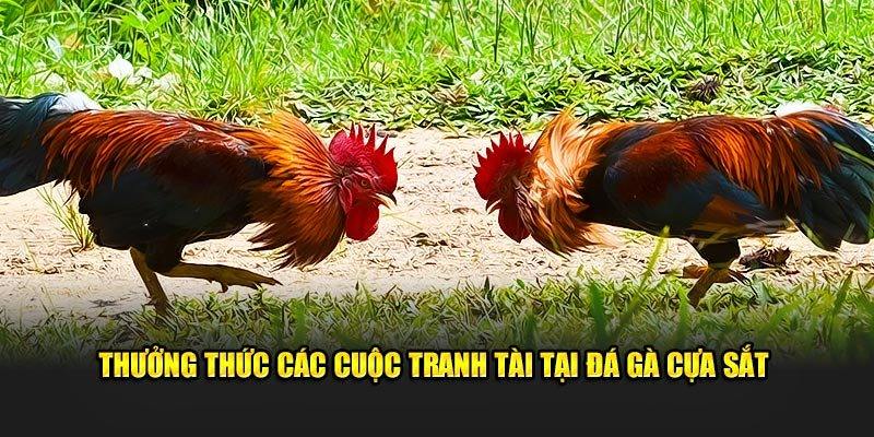 Đá gà cựa sắt có đặc điểm thu hút thành viên tham gia