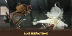 Đá Gà Trường Thomo Và Những Điều Thú Vị Mỗi Trận Đấu