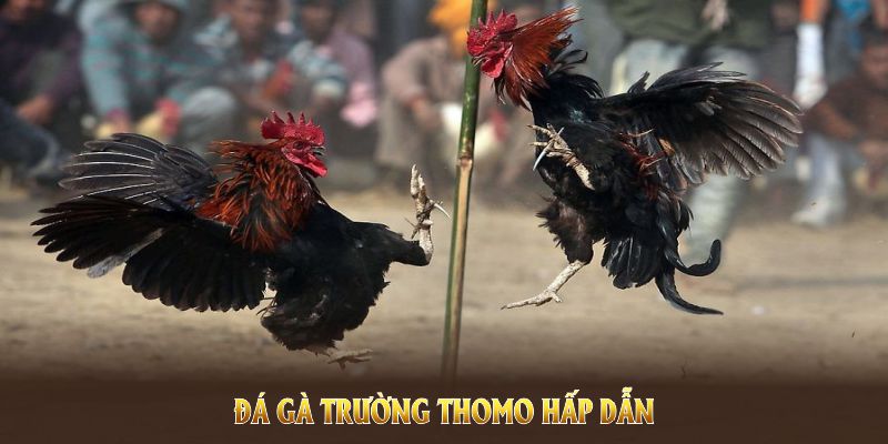 Đá gà trường thomo hấp dẫn với quy mô đấu lớn và kết quả minh bạch