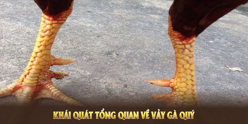 Khái quát tổng quan về vảy gà quý cùng các điểm riêng biệt