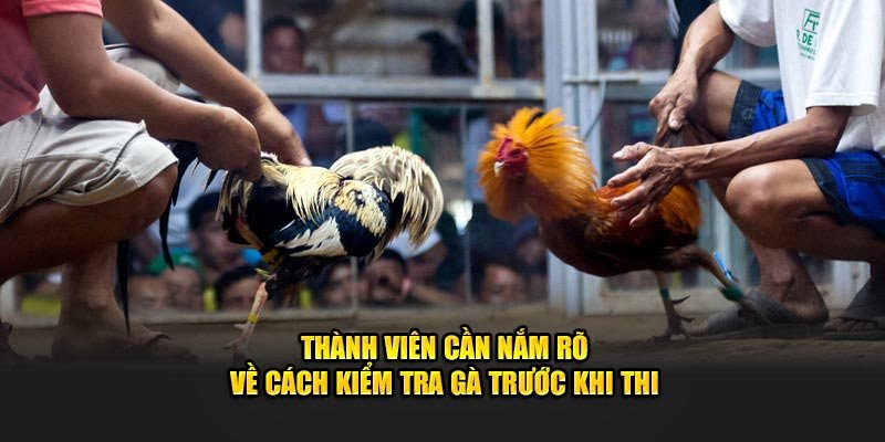 Cách để nhận định và đánh giá kết quả của trận đá gà 98WIN 