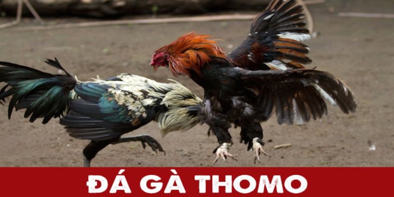 Trải nghiệm phiên bản thomo cuốn hút hội viên trải nghiệm