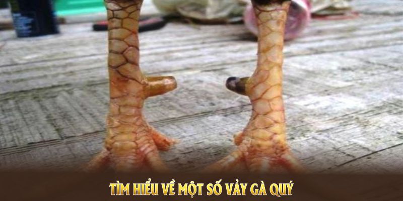 Tìm hiểu về một số vảy gà quý hiện nay