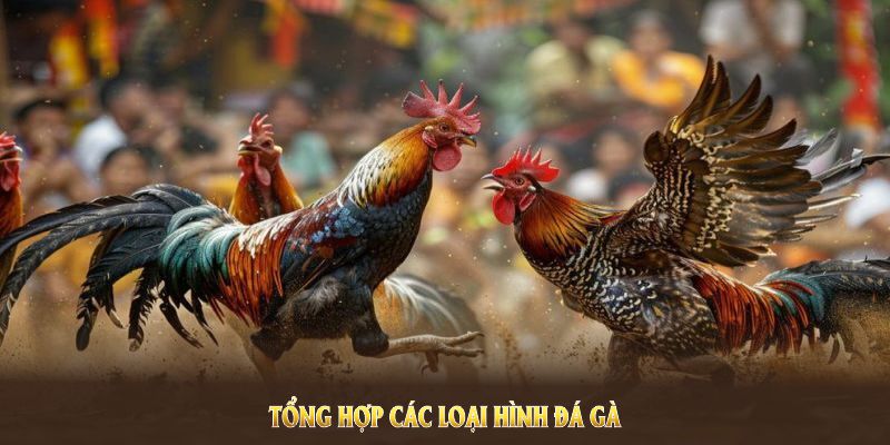 Tổng hợp các loại hình đá gà trường thomo phổ biến nhất hiện nay