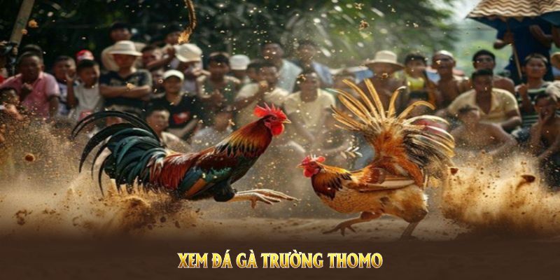 Xem đá gà trường thomo với chất lượng cao tại nền tảng chuyên nghiệp